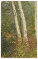 Birch Trees in Autumn