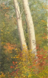Birch Trees in Autumn