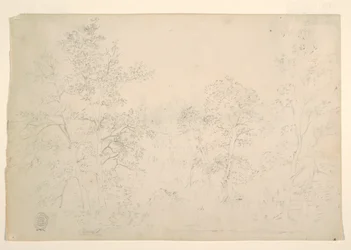 Chestnut Trees at the Water