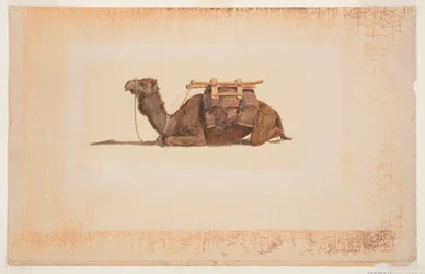 Crouching Dromedary