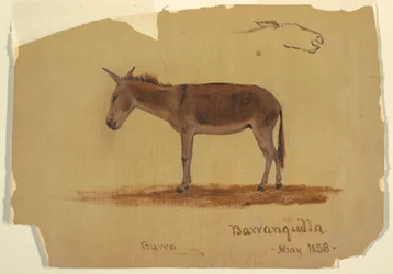 A Donkey, Baranquilla, Columbia, May 1853