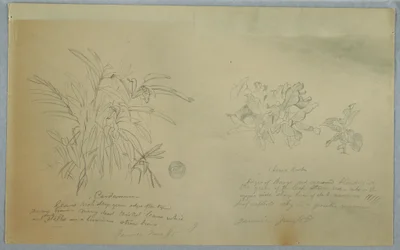 Arrowroot and Cardamum Studies, Jamaica, June 1865