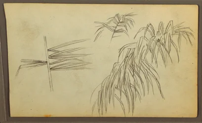 Botanical Sketches, 1857