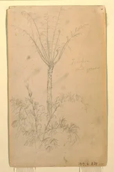 Botanical Studies of Tree, May–June 1857
