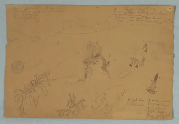 Drawing. Botanical and Cloud Sketches Near Quito, Ecuador