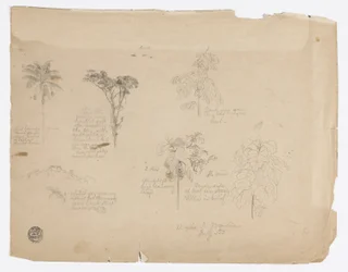 Botanical Sketches from Colombia