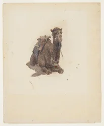 Crouching Dromedary, 1868