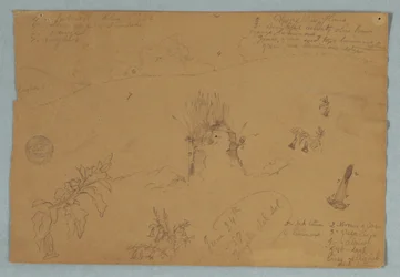 Botanical and Cloud Sketches Near Quito, Ecuador, June 24, 1857
