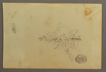 Evergreen Tree, 1844