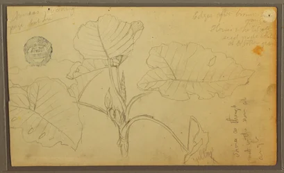 Leaves, 1857