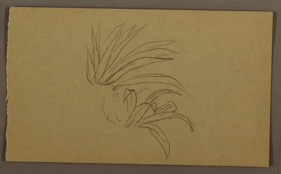 Lily Plant, 1865