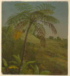 Palm Tree, Jamaica, June 1865