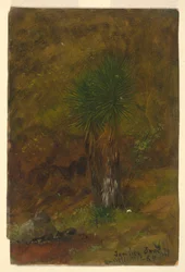 Palm Trees, July 1865