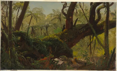 Rain Forest, Jamaica, West Indies, April–August 1865