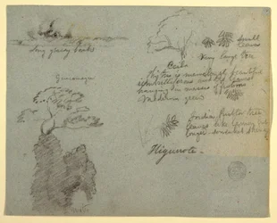 Riverbank and Botanical Sketches from Higuerote, Ecuador, May 1853