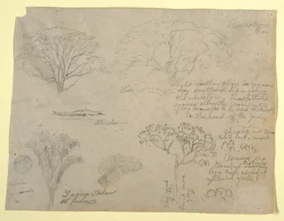 Series of Botanical Studies including an Alligator and a Monstrous Tree, seen from the Rio Magdalena, Colombia, 1853
