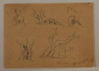 Studies of Olive Tree Trunks, April 28, 1869