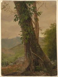 Tree with Vines, Jamaica, West Indies, May 1865
