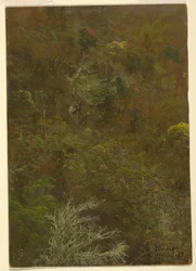 Hillside with Trees, Jamaica