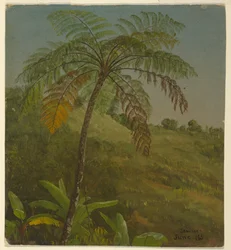 Palm Tree, Jamaica