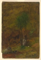 Palm Trees, Jamaica