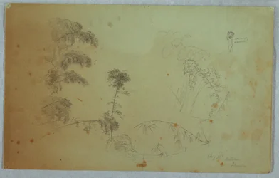 Studies of Trees with Details of Bamboo and a Small Detail of a Man Carrying Bananas on His Head, Bellevue, Jamaica