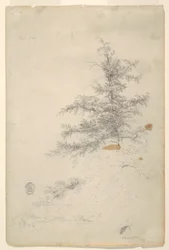 Tree, Stream