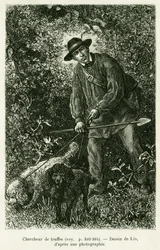 A truffle seeker. Engraving to illustrate the story A Through Alsace and Lorraine, by Charles Grad, in 1884, in the tour du monde 1886, directed by Edouard Charton, Hachette, Paris.
