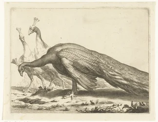 Peacocks (The Drawing Book of Abraham Bloemaert series)
