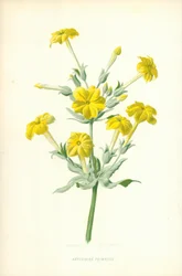 Abyssinian Primrose