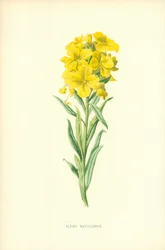 Alpine Wallflower