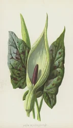 Arum or Cuckoo-Pint