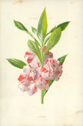 Balsam