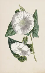 Bindweed