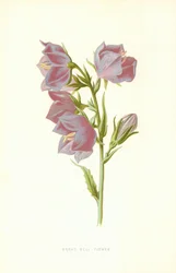Broad Bell Flower