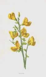 Broom