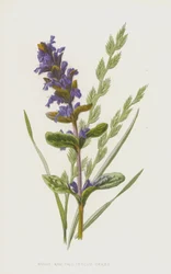 Bugle and Tall Fescue Grass