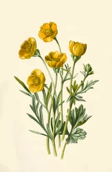 Bulbous Crowfoot, 1877