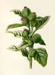 Burdock