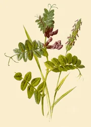 Bush-Vetch & Sweet-Scented Vernal Grass