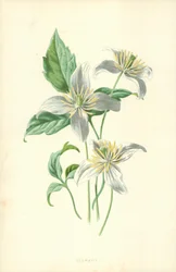 Clematis