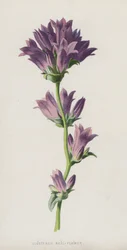 Clustered Bell-Flower