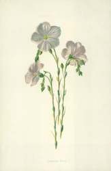 Common Flax