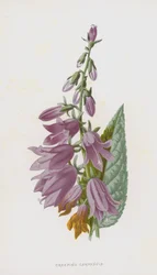 Creeping Campanula