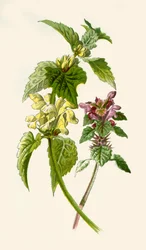 Dead-Nettle - Red & White, 1877
