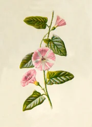 Field-Convolvulus