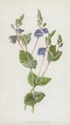 Germander Speedwell