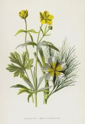 Goldilocks, Water Ranunculus