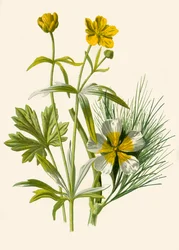 Goldilocks. Water Ranunculus, 1877