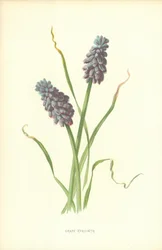 Grape Hyacinth